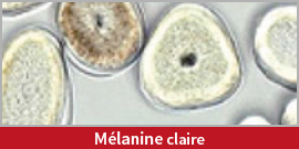 Mélanine claire